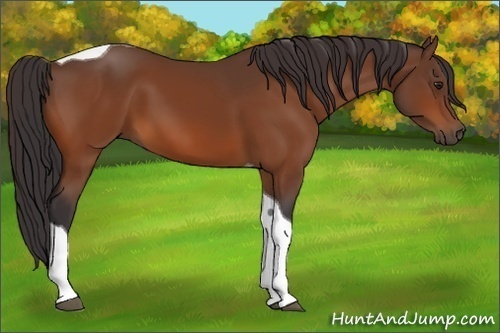 Horse Color:Buckskin Tobiano 