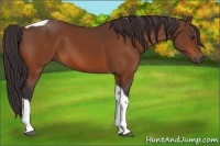 Horse Color:Buckskin Tobiano