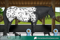 Horse Color:Black Appaloosa
