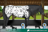 Horse Color:Black Appaloosa