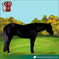 Horse Color:Void Watercolor Buckskin Splash Tobiano Appaloosa 