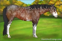 Horse Color:Brown Ice Sabino 