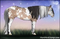Horse Color:White Spotted Brown Roan Dun Splash Rabicano 