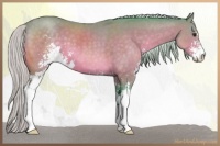Horse Color:Watercolor Silver Brown Sabino