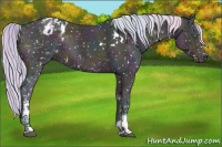 Horse Color:Platinum Watercolor White Spotted Midnight Chocolate Silver Grullo Ice Appaloosa Rabicano 