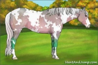 Horse Color:Watercolor White Spotted Silver Buckskin Dun Sabino Appaloosa 