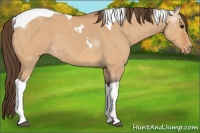 Horse Color:Bay Roan Dun Tobiano Appaloosa 