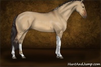 Horse Color:Buckskin Dun Tobiano 