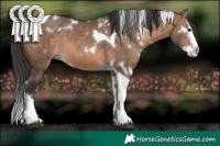 Horse Color:White Spotted Brown Dun Splash Tobiano
