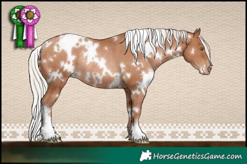 Horse Color:White Spotted Silver Brown Pearl Rabicano
