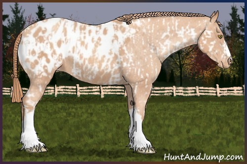 Horse Color:Gold Champagne Appaloosa and Gold Champagne Appaloosa