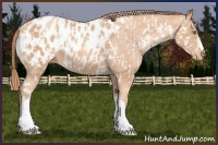 Horse Color:Gold Champagne Appaloosa  and Gold Champagne Appaloosa 