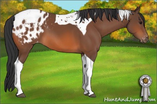 Horse Color:Bay Tobiano Appaloosa 