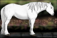 Horse Color:Gray White Spotted Smoky Black  and Gray White Spotted Smoky Black Rabicano 
