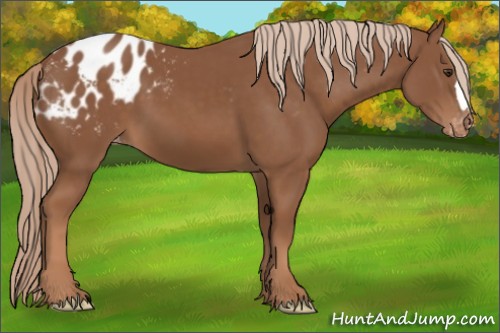 Horse Color:Chestnut Appaloosa