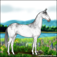 Horse Color:Gray White Spotted Black  and Gray White Spotted Black Splash 