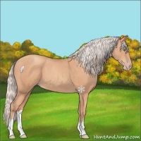 Horse Color:Silver Amber Champagne 