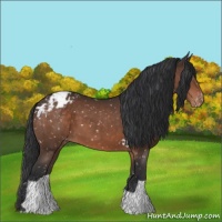 Horse Color:Brown Blanket