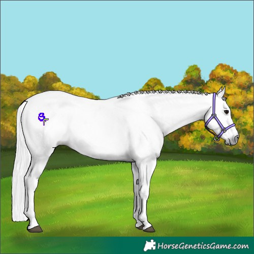 Horse Color:Gray White Spotted Black  and Gray White Spotted Black 