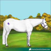 Horse Color:Gray White Spotted Black  and Gray White Spotted Black 