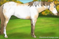 Horse Color:Amber Cream Champagne Frame Appaloosa 