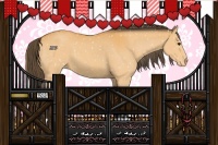 Horse Color:Buckskin Appaloosa 