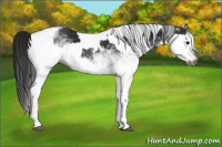 Horse Color:Gray White Spotted Black  and Gray White Spotted Brown 