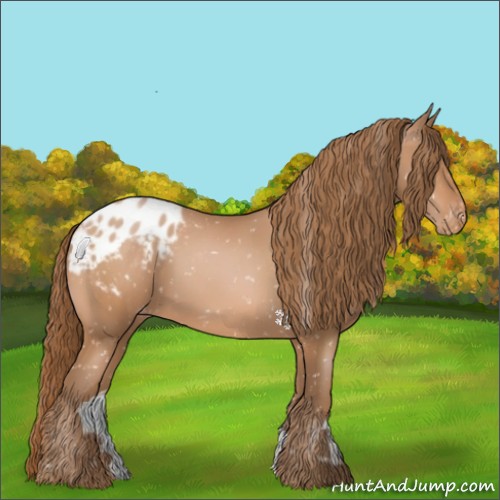 Horse Color:Bay Pearl Appaloosa 