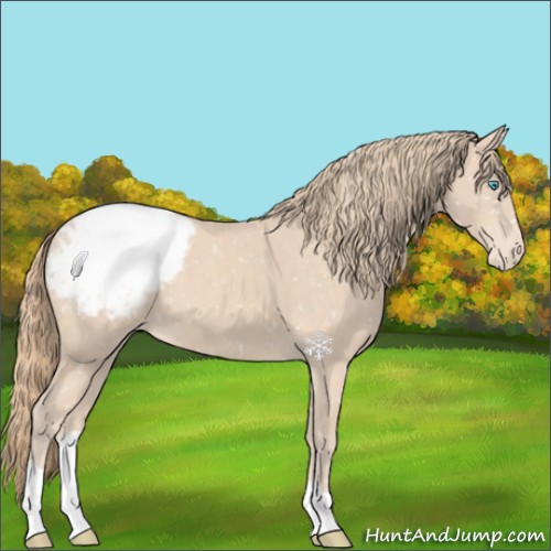 Horse Color:Perlino Appaloosa 