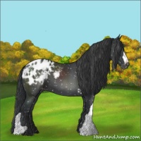 Horse Color:Black Appaloosa 