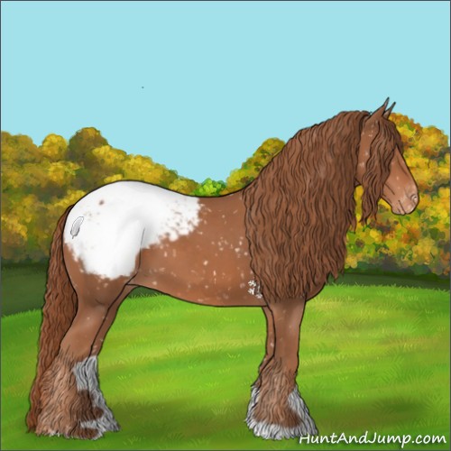 Horse Color:Chestnut Appaloosa 