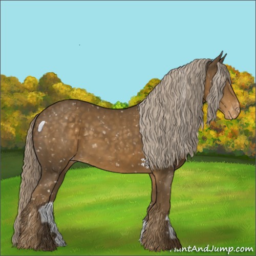 Horse Color:Chocolate Palomino Appaloosa 