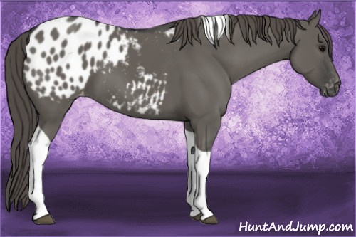 Horse Color:Grullo Tobiano Appaloosa 