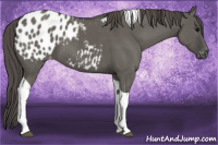 Horse Color:Grullo Tobiano Appaloosa