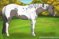 Horse Color:Grullo Tobiano Appaloosa
