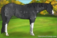 Horse Color:Black Appaloosa 