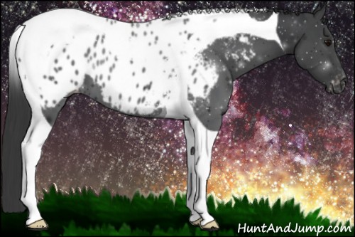 Horse Color:Black Tobiano Appaloosa 