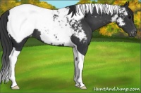 Horse Color:Black Tobiano Snowcap