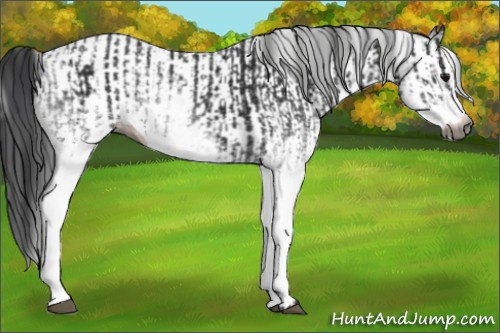 Horse Color:Gray White Spotted Black  and White Spotted Black 