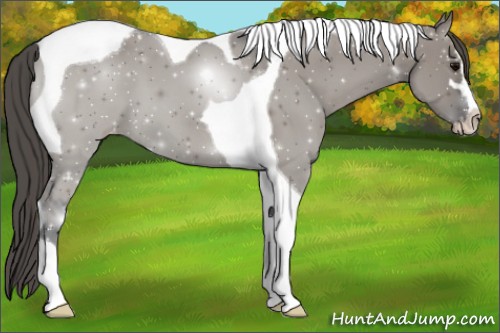 Horse Color:Grullo Sabino Tobiano Blanket 