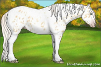 Horse Color:Gray Silver Amber Cream Champagne Roan Dun Splash Tobiano Frame Appaloosa Rabicano 