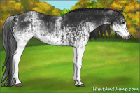 Horse Color:Gray White Spotted Black and Gray White Spotted Smoky Black