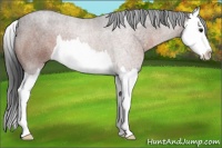 Horse Color:Brown Roan Splash 