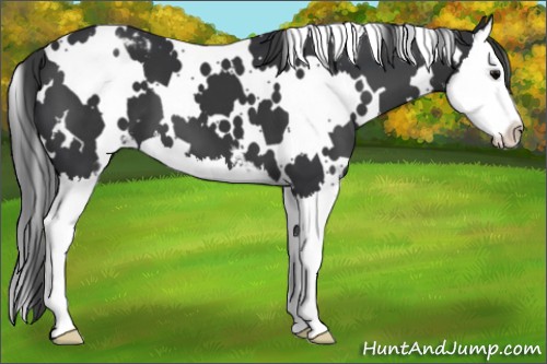 Horse Color:White Spotted Black Sabino Splash Appaloosa 