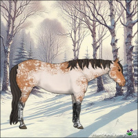 Horse Color:Bay Ice Appaloosa