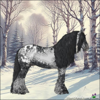 Horse Color:Black Ice Appaloosa 