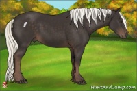 Horse Color:Liver Chestnut Sabino