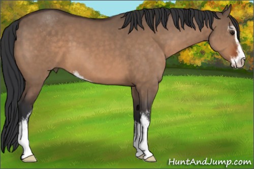 Horse Color:Brown Dun Sabino 