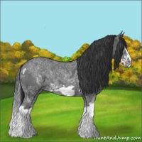 Horse Color:Blue Ice Roan Splash Frame Rabicano 