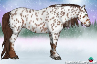 Horse Color:Gray Red Roan Appaloosa 